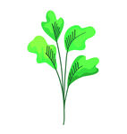 植物叶子