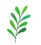 植物叶子