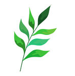 植物叶子