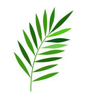植物叶子