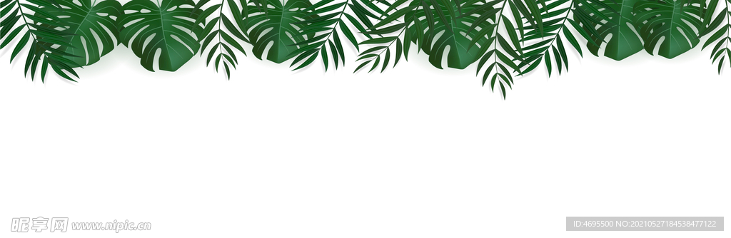 植物叶子