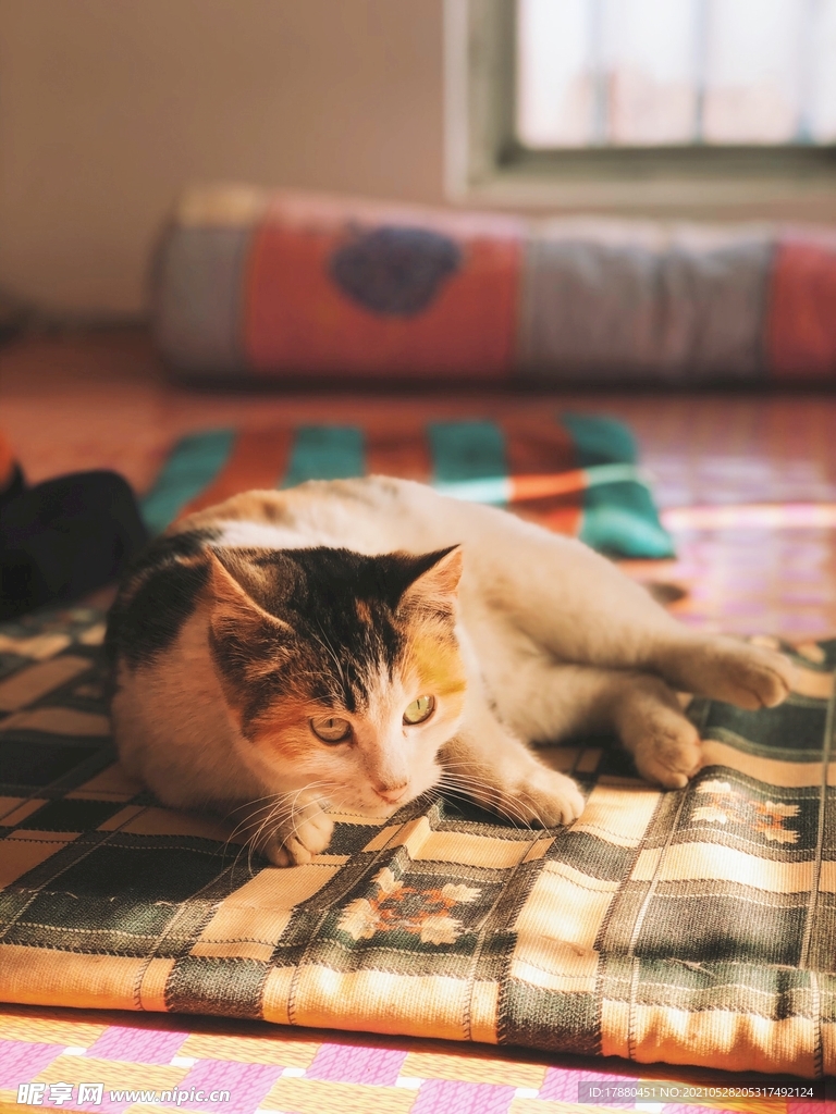 猫