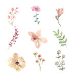 花纹  