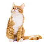 宠物猫 喵