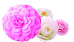 山茶花