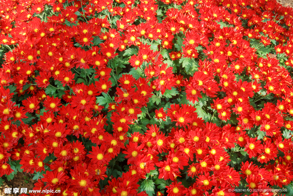 菊花