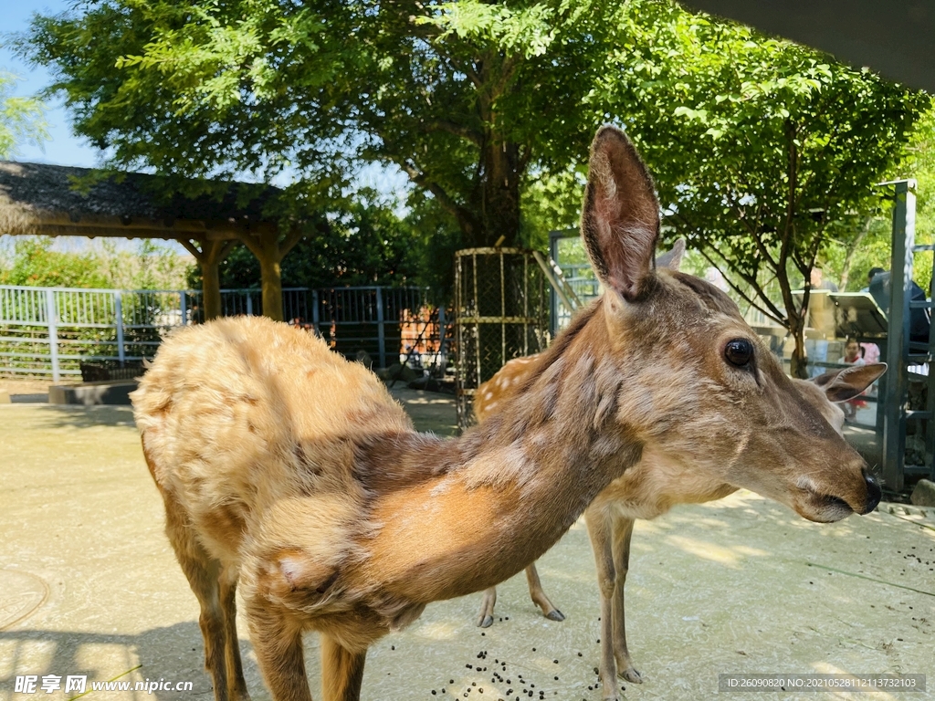 动物 