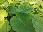 芋头