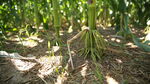 根系发达的玉米