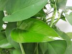 植物绿萝