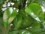 植物绿萝