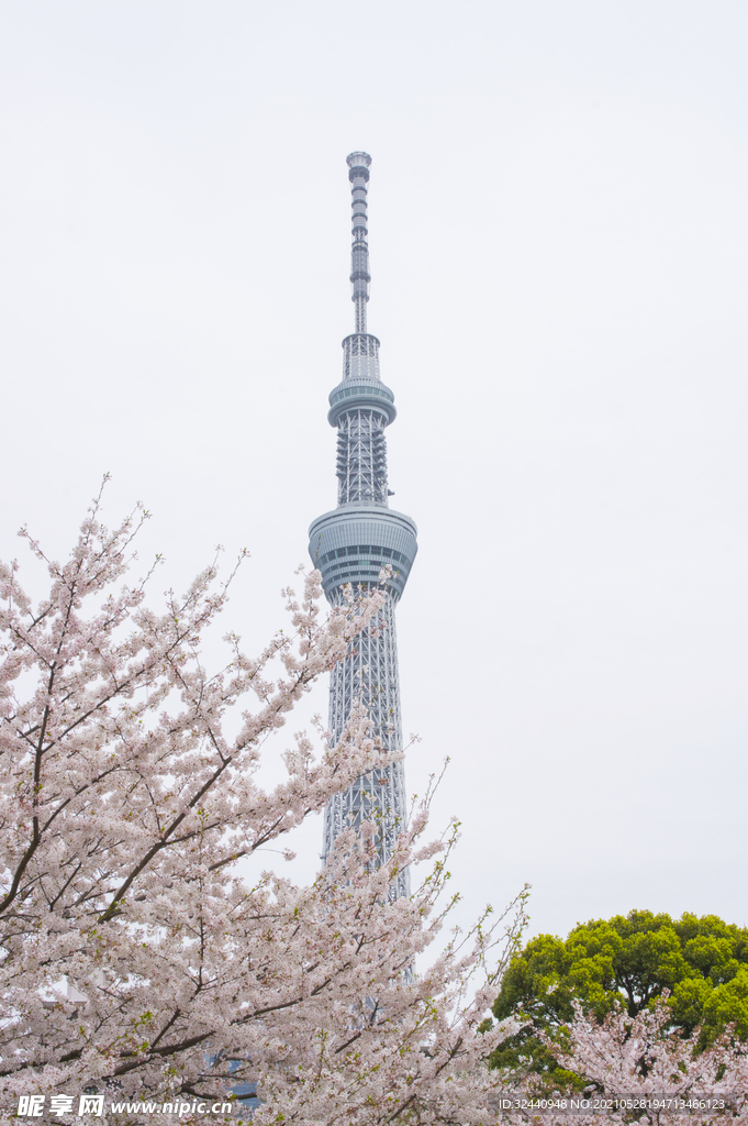 樱花晴空塔