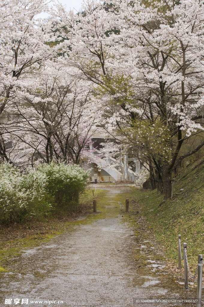 樱花