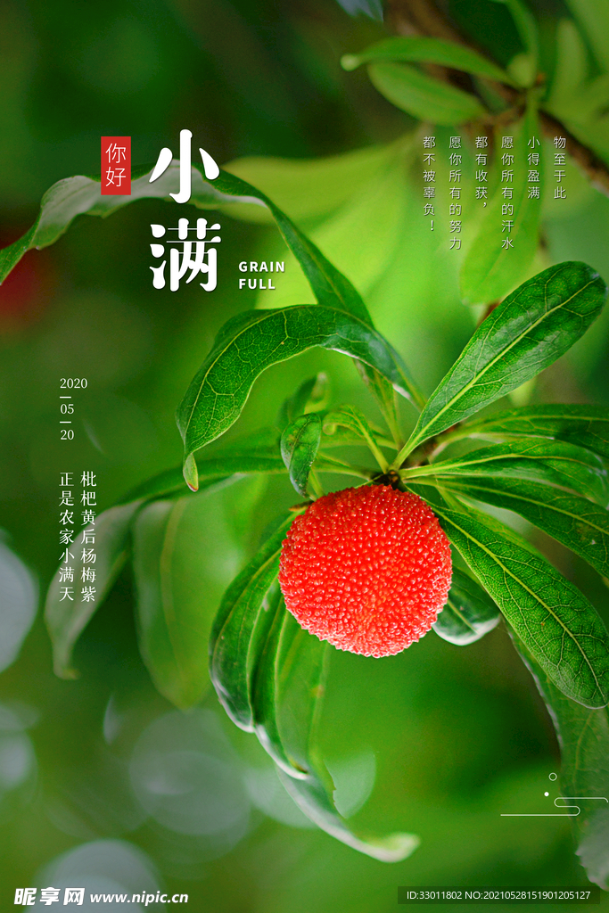 小满节气传统活动宣传海报素材