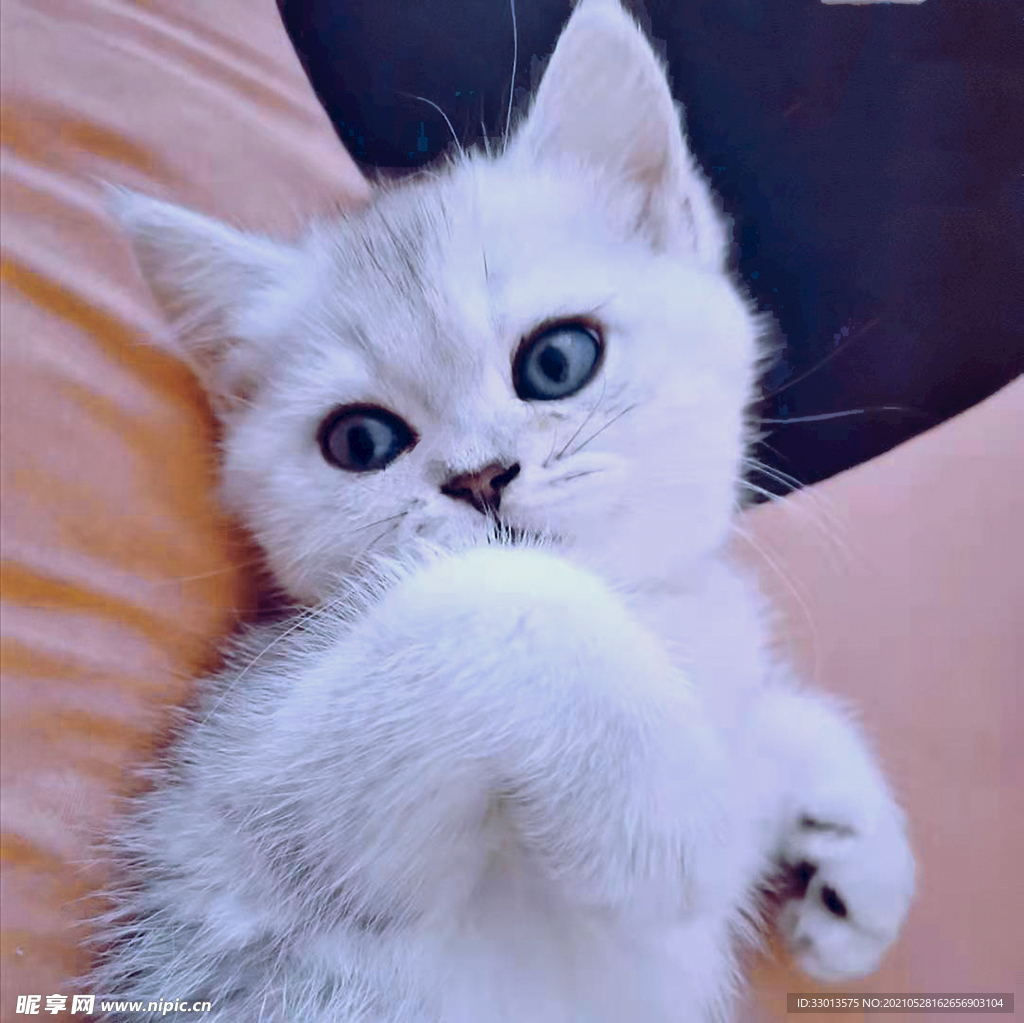 小猫