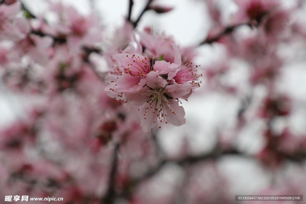 桃花