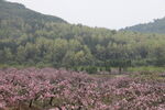 春暖花开