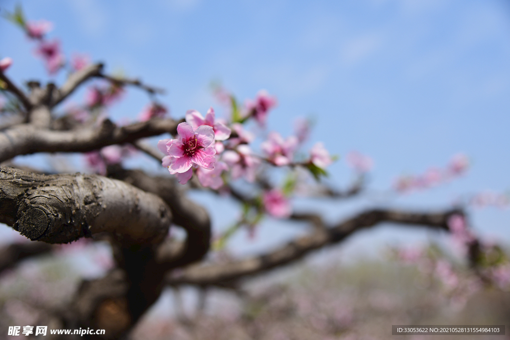 一树桃花