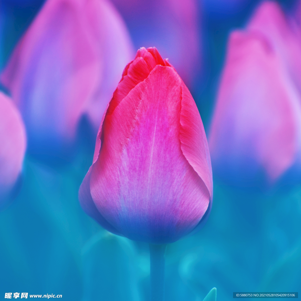 郁金香