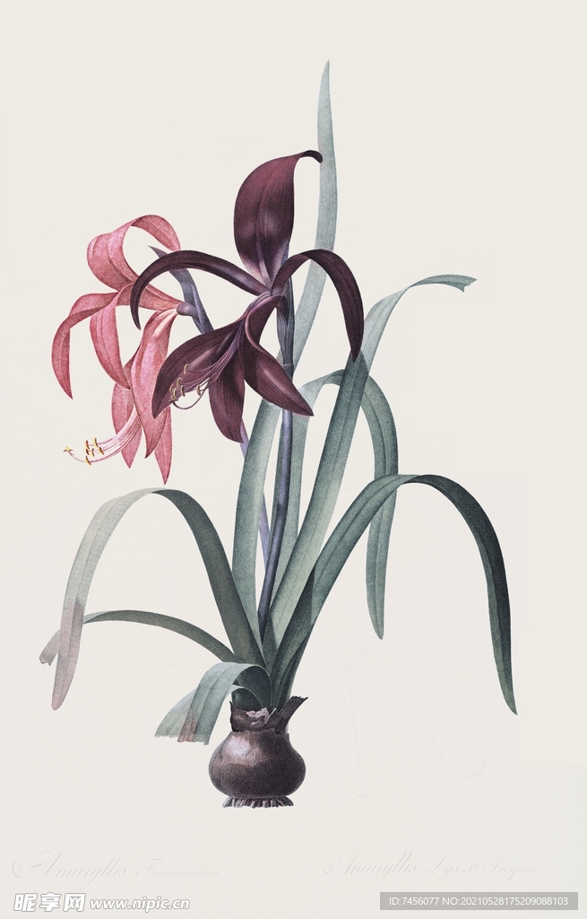 唯美植物花卉插画