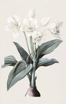 仟像版暗香高清兰花植物插画
