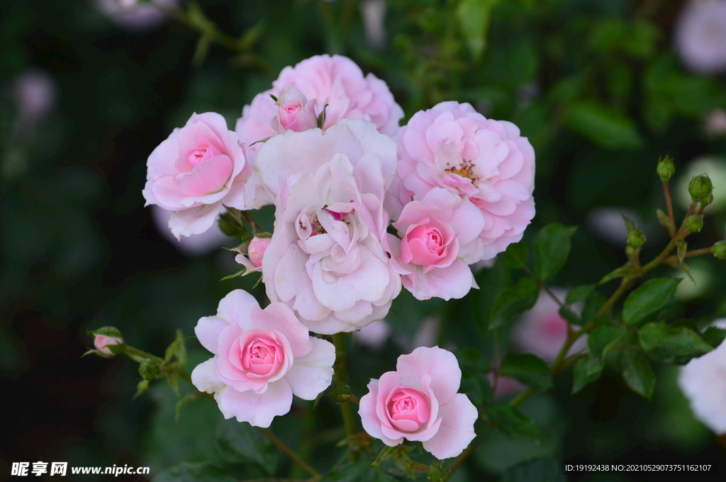 月季花 
