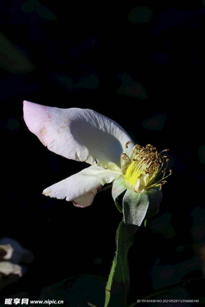 月季花 
