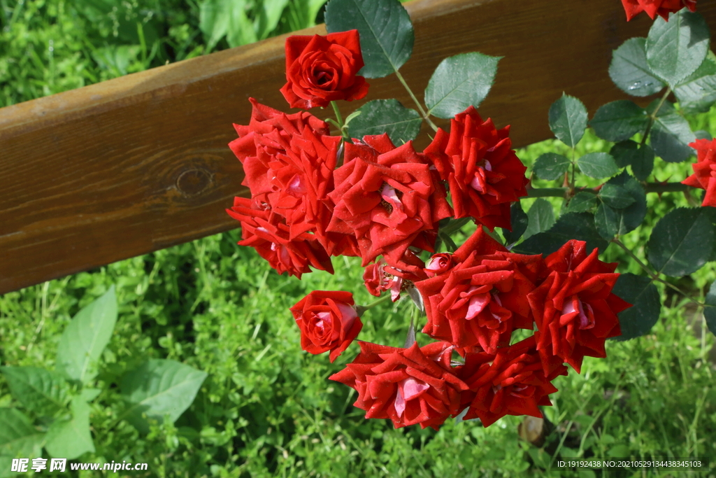 月季花