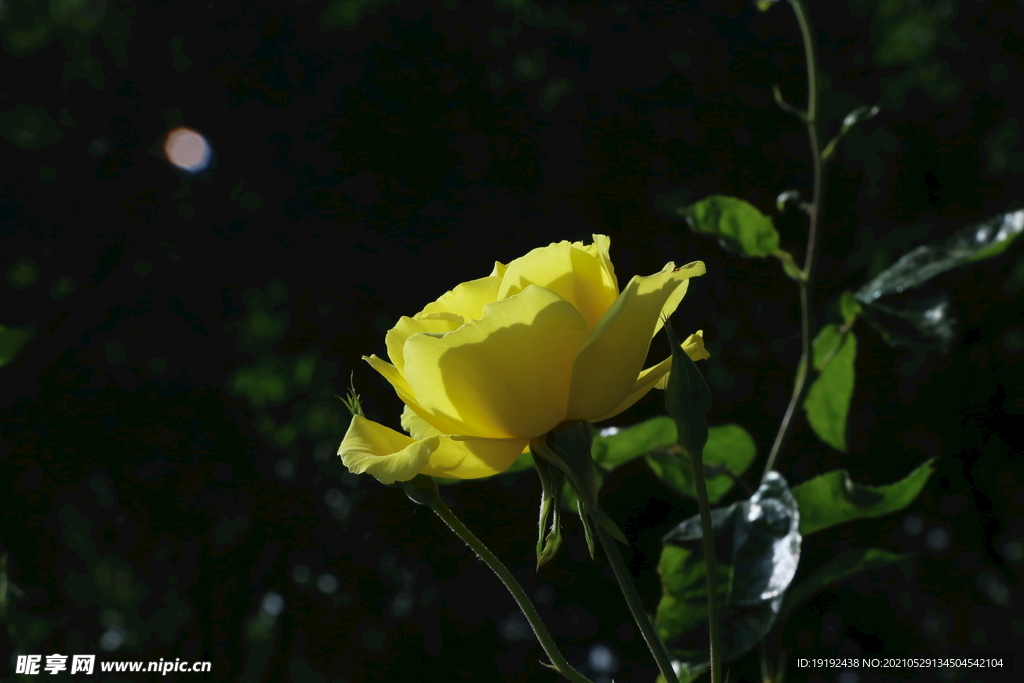 月季花 
