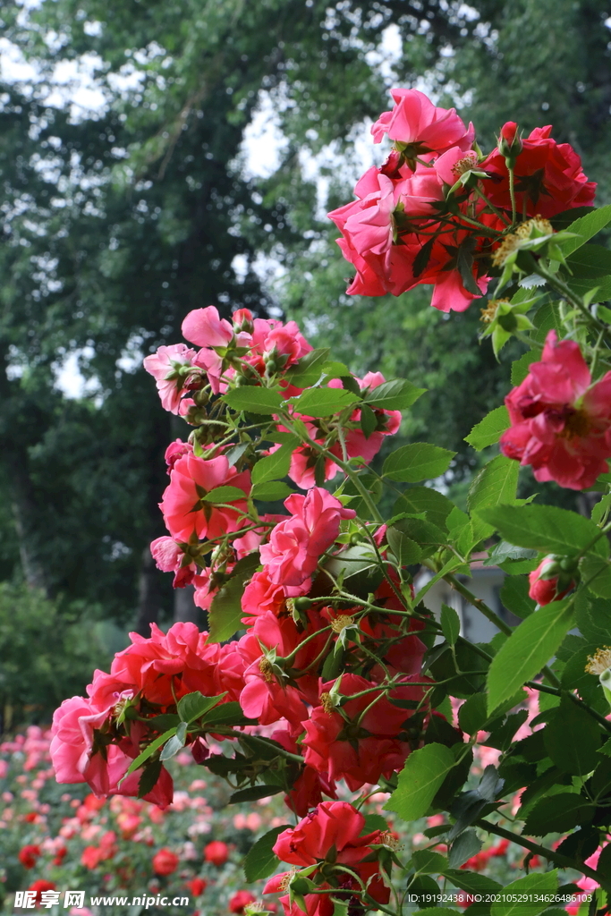 月季花