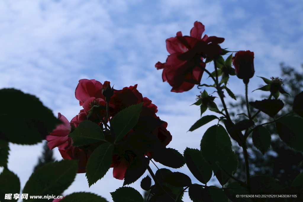 月季花