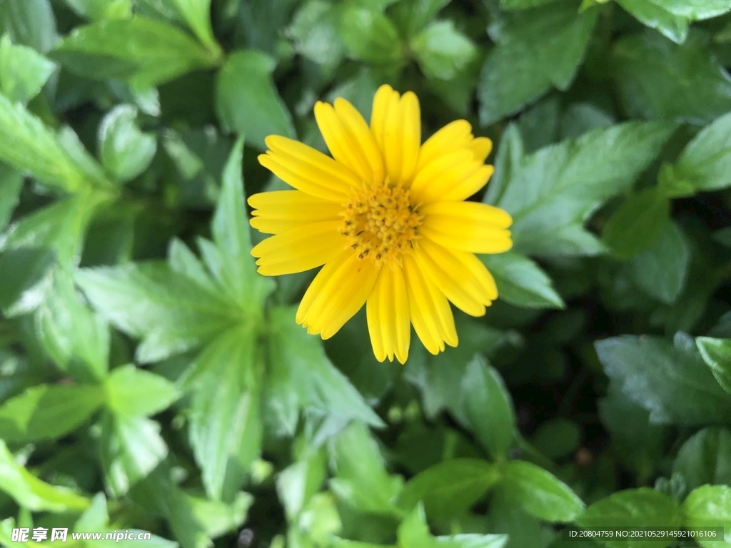 小黄花