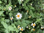 小白花