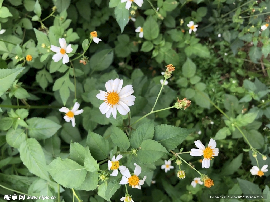 小白花