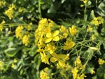 油菜花
