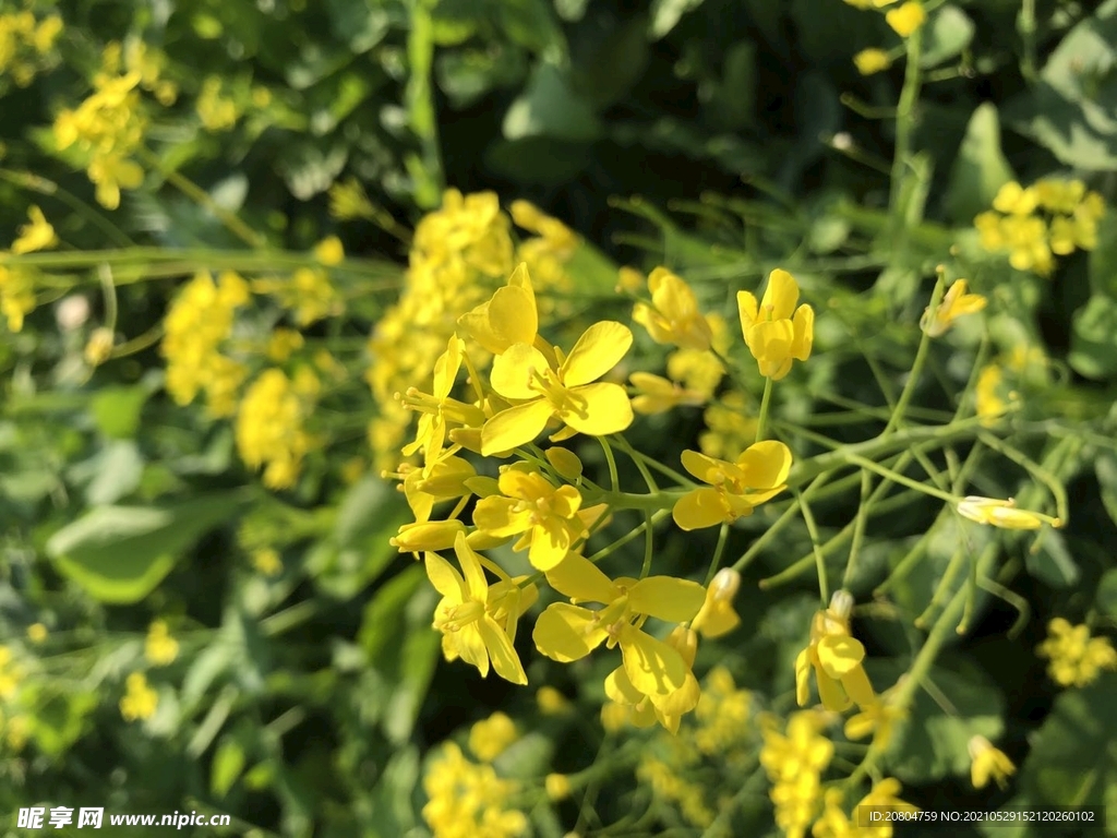 油菜花