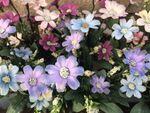 花海