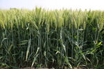 绿色的小麦地