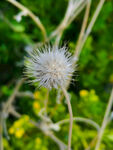 白花