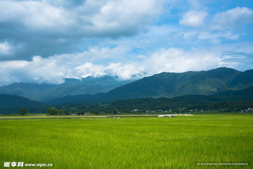 稻田