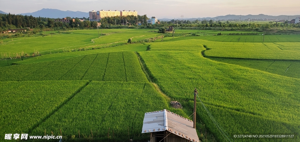 田野