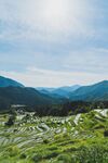 稻田