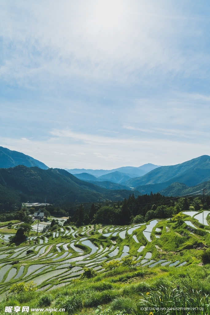 稻田