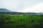田野