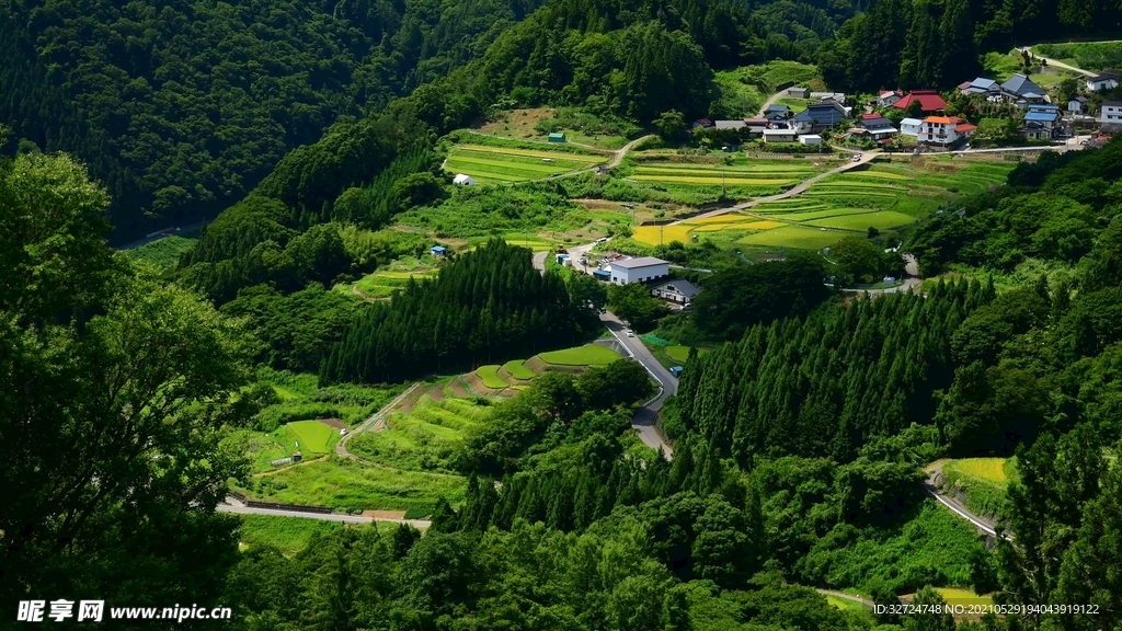 稻田