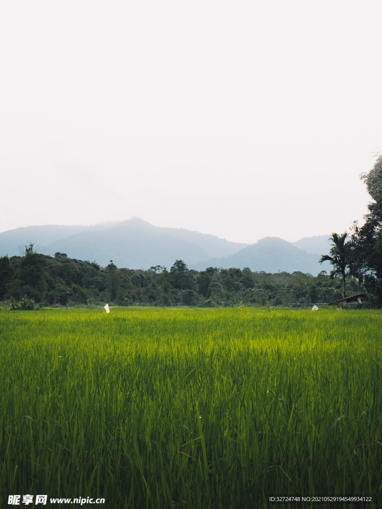 稻田