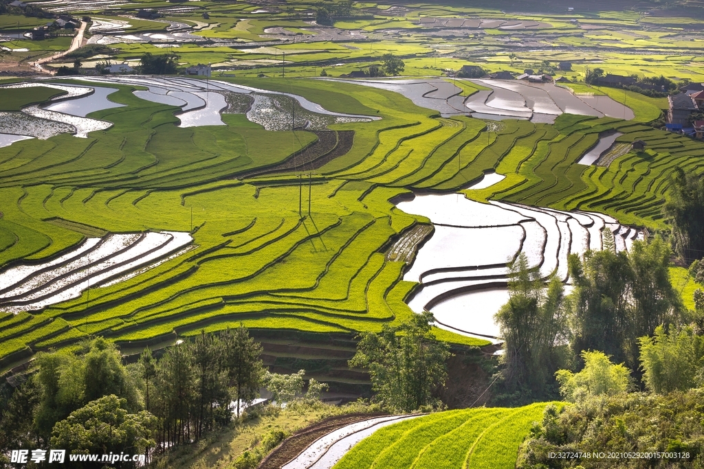 稻田