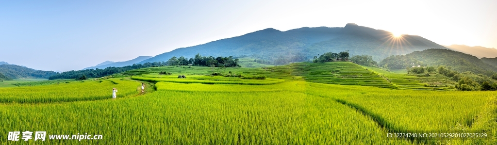 稻田