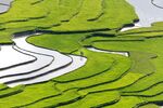 稻田