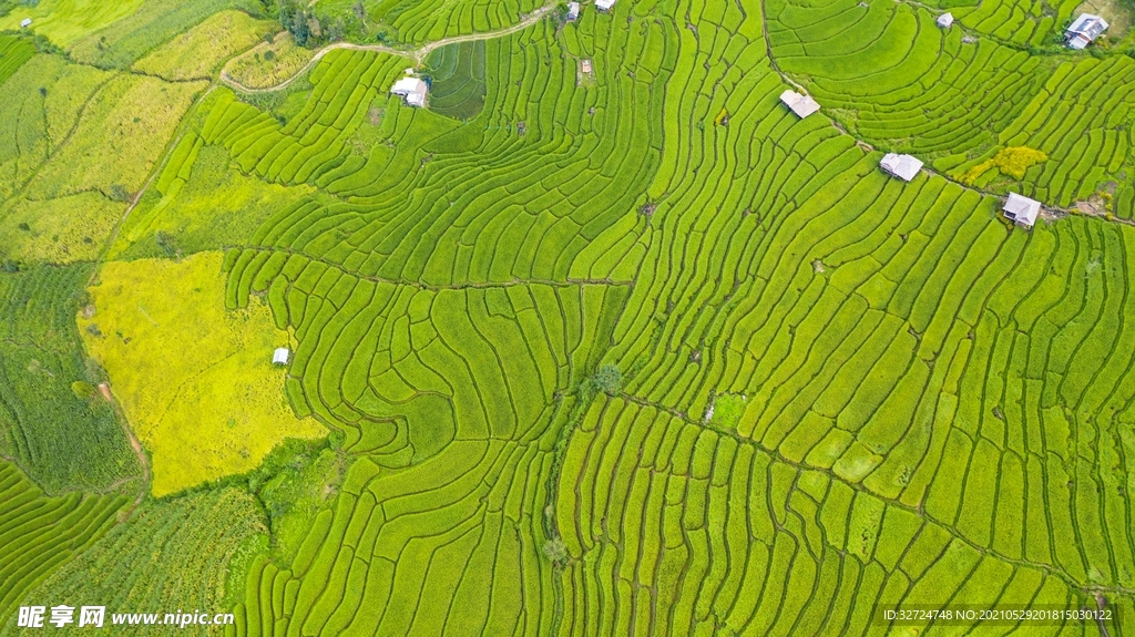 稻田